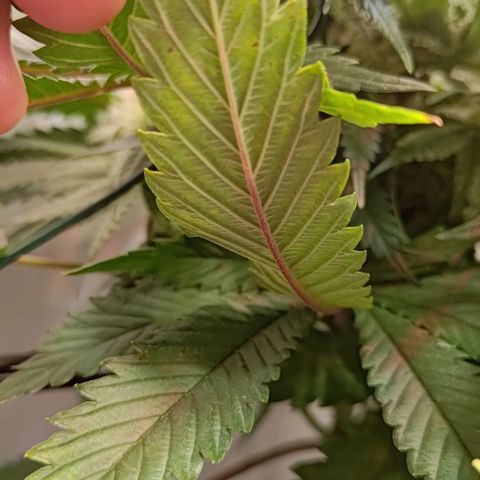 Mimosa Cake growlog photo: Mängel seit ein paar Tagen 