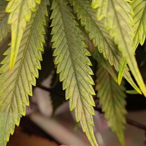 Mimosa Cake growlog photo: Mängel seit ein paar Tagen 