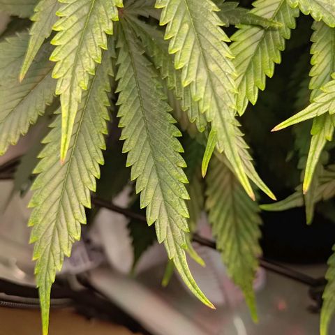 Mimosa Cake growlog photo: Mängel seit ein paar Tagen 