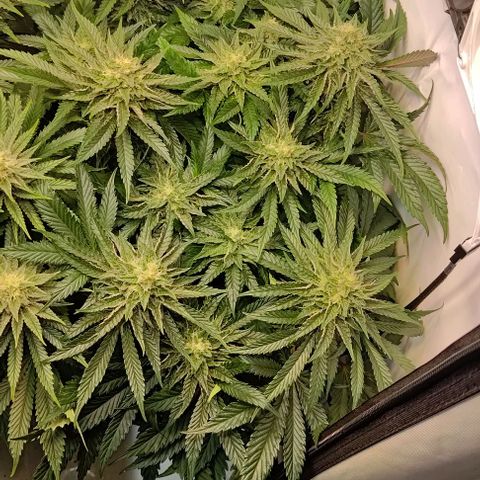 Orange Bud growlog timeline photo