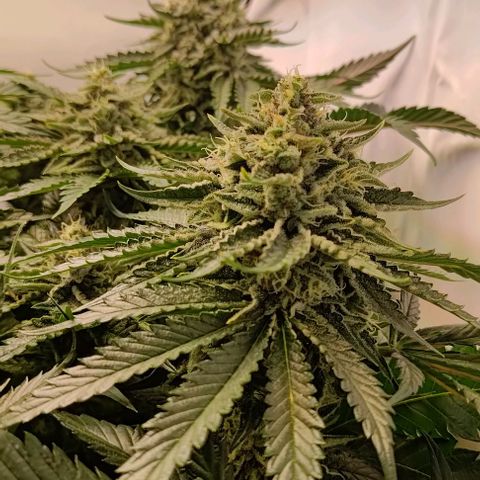 Orange Bud growlog timeline photo