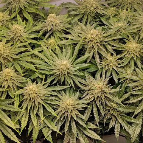 Orange Bud growlog timeline photo