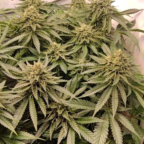 Orange Bud growlog timeline photo