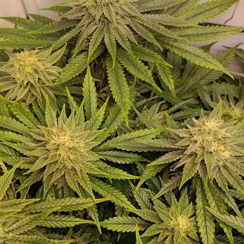 Mimosa Cake growlog timeline photo