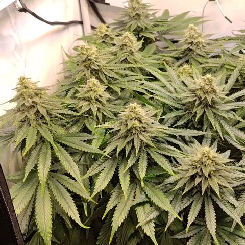 Mimosa Cake growlog timeline photo