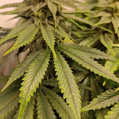 Mimosa Cake growlog timeline photo