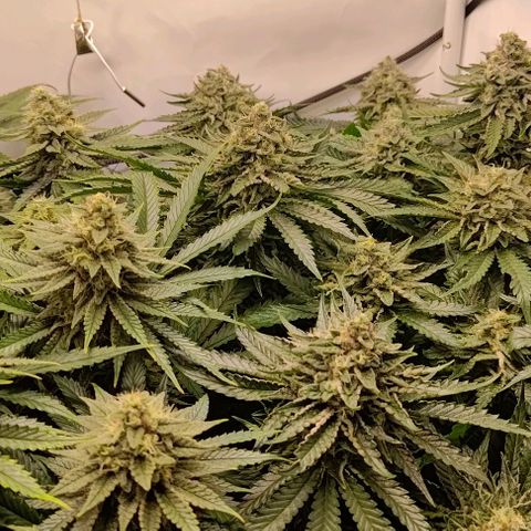 Orange Bud growlog timeline photo