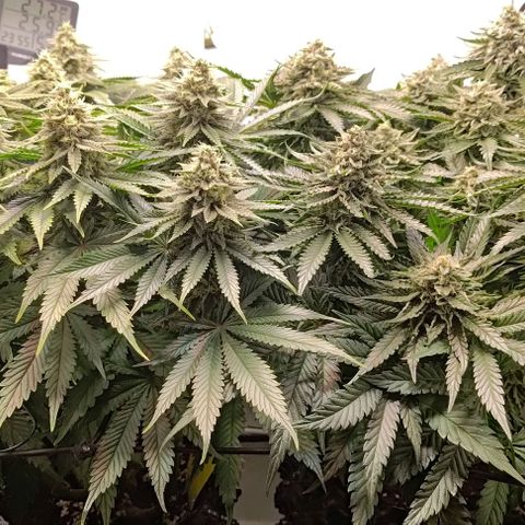 Orange Bud growlog timeline photo