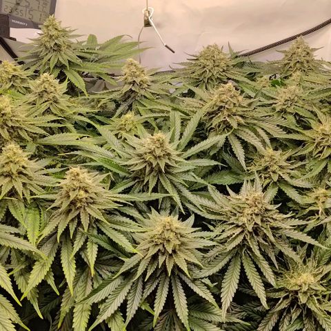 Orange Bud growlog timeline photo