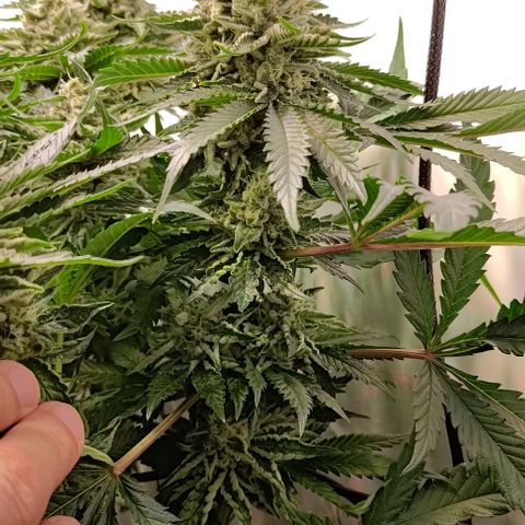 Orange Bud growlog timeline photo