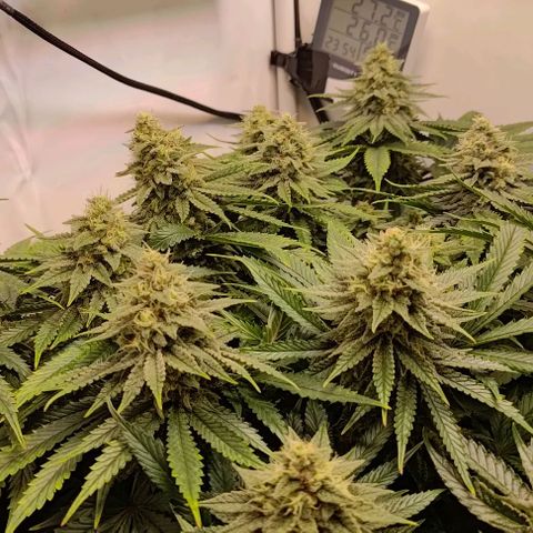 Mimosa Cake growlog timeline photo