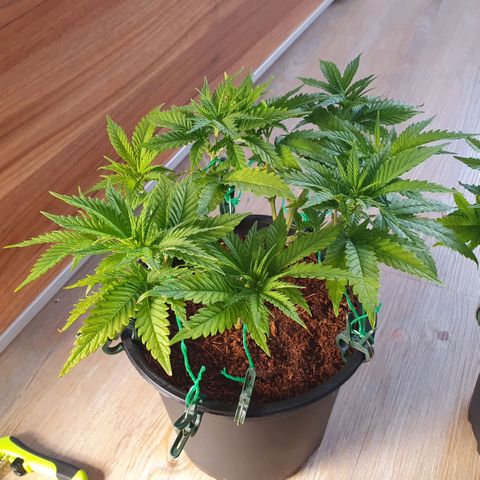 Special Queen #1 growlog timeline photo