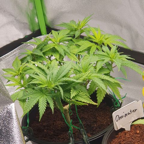 Special Queen #1 growlog timeline photo