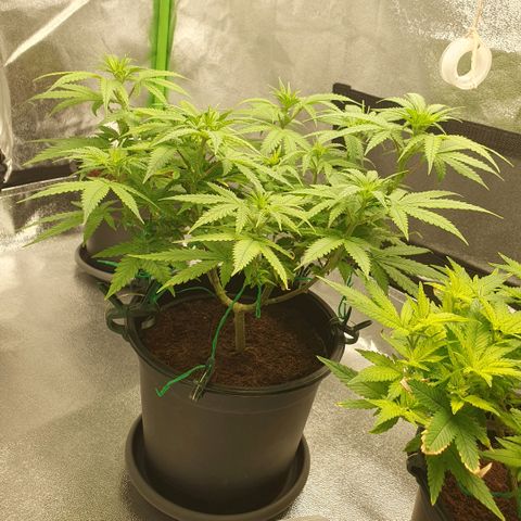 Special Queen #1 growlog timeline photo