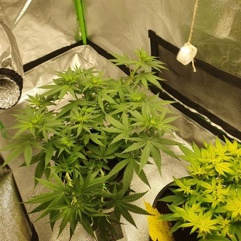 Special Queen #1 growlog timeline photo