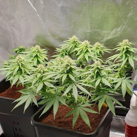 Special Queen #1 growlog timeline photo