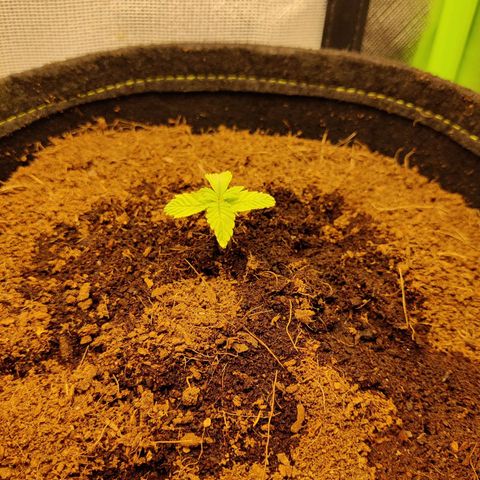 Quick One growlog timeline photo