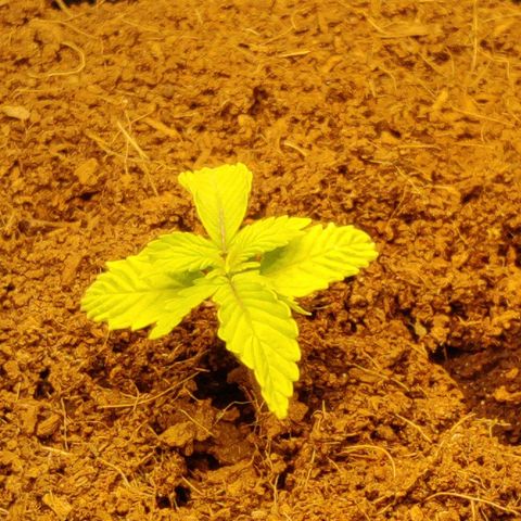 Quick One growlog timeline photo