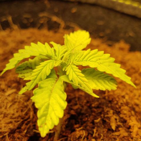 Quick One growlog timeline photo