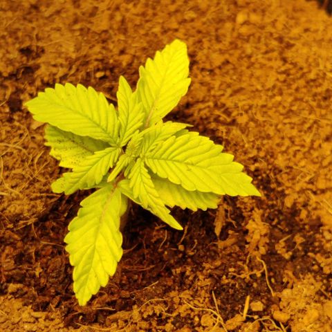 Quick One growlog timeline photo