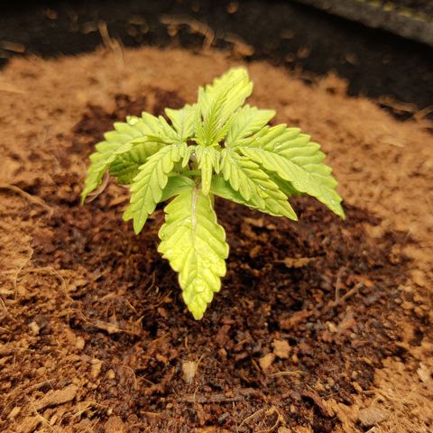 Quick One growlog timeline photo