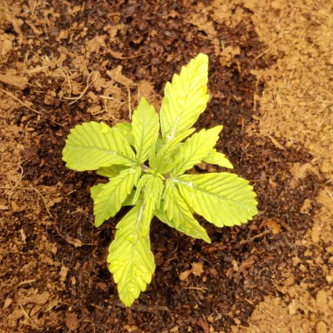 Quick One growlog timeline photo