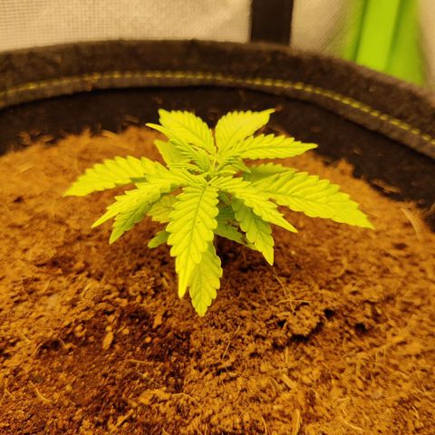 Quick One growlog timeline photo
