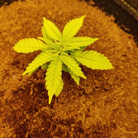 Quick One growlog timeline photo