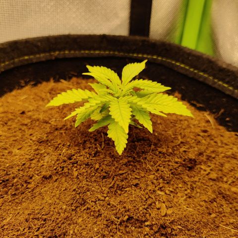 Quick One growlog timeline photo