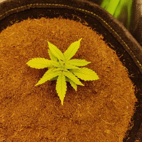 Quick One growlog timeline photo
