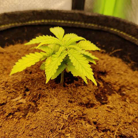 Quick One growlog timeline photo