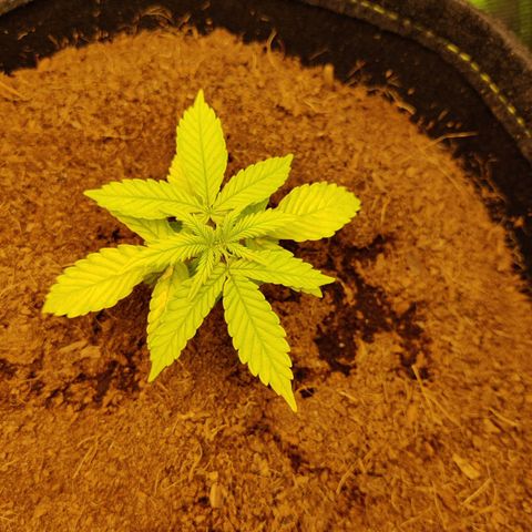 Quick One growlog timeline photo