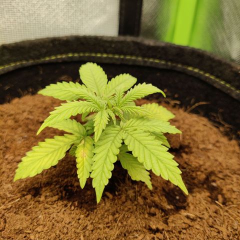 Quick One growlog timeline photo