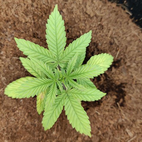Quick One growlog timeline photo