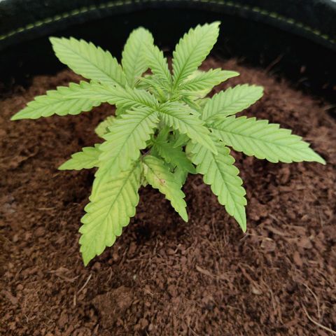 Quick One growlog timeline photo