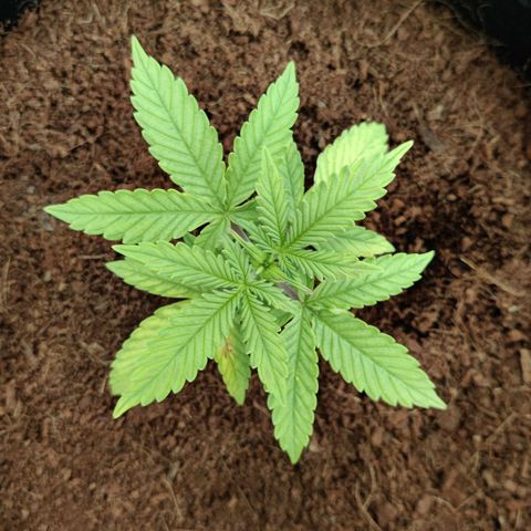 Quick One growlog timeline photo