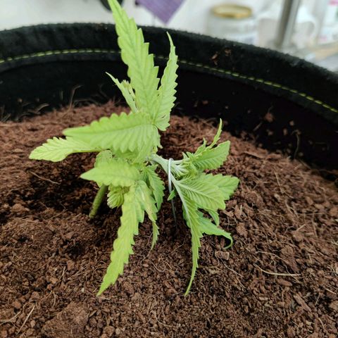 Quick One growlog photo: LST