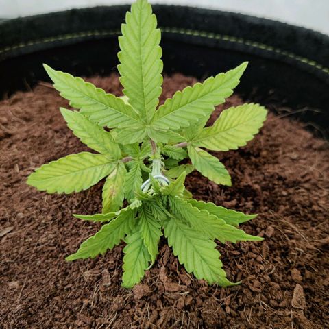 Quick One growlog timeline photo