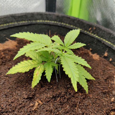 Quick One growlog timeline photo