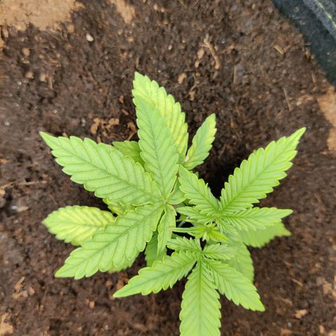 Quick One growlog timeline photo