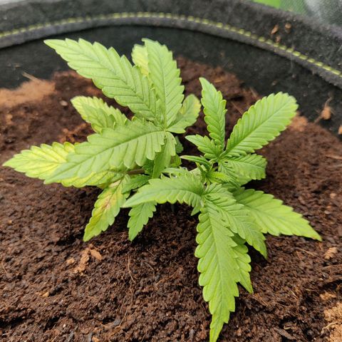 Quick One growlog timeline photo