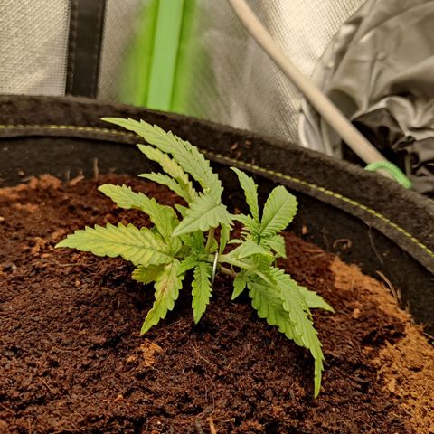 Quick One growlog timeline photo