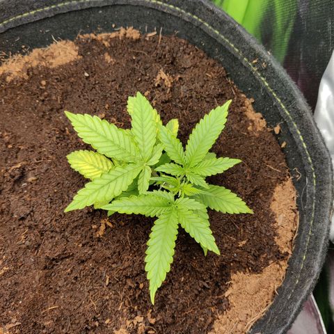 Quick One growlog timeline photo