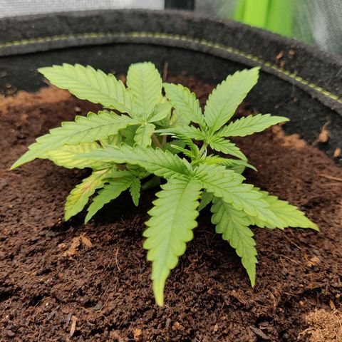 Quick One growlog timeline photo