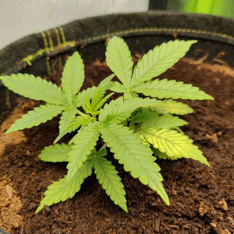 Quick One growlog timeline photo