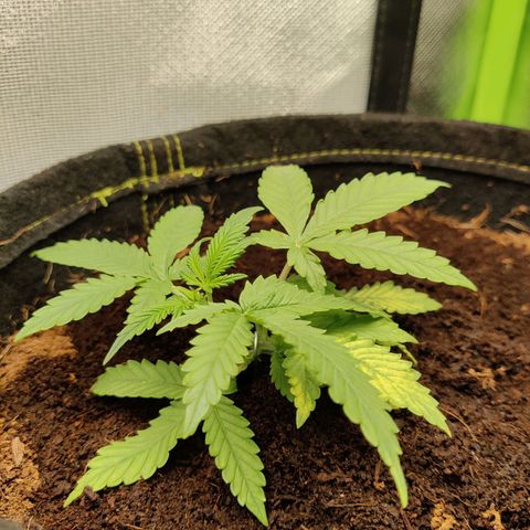 Quick One growlog timeline photo