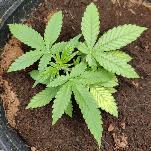Quick One growlog timeline photo