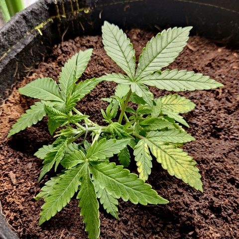 Quick One growlog timeline photo