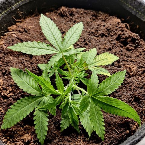 Quick One growlog timeline photo