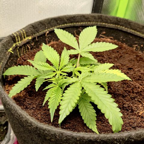 Quick One growlog timeline photo